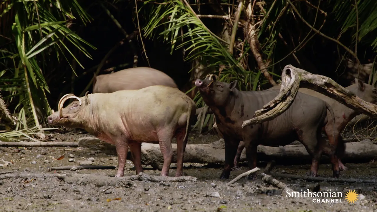 Preview thumbnail for Meet the Strangest Pigs in the World