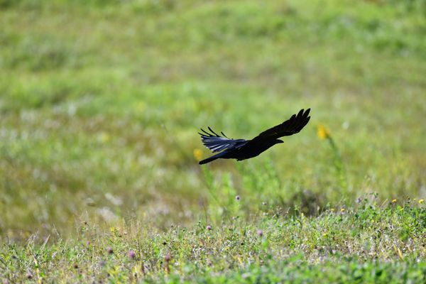 A Raven in flight thumbnail