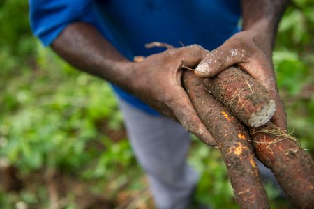 A farmer in Sierra Leone holding cassava roots