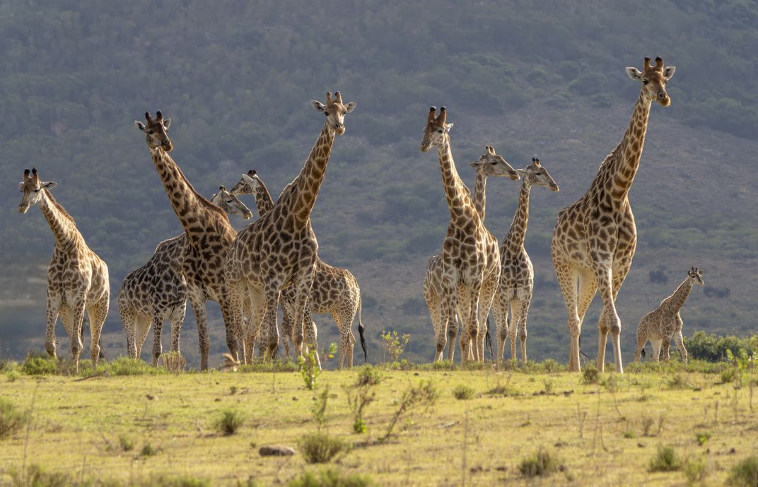 Reticulated giraffes in South Africa