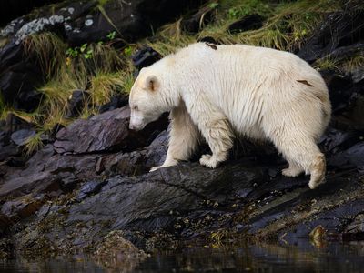 The white Kermode bear, a rare ursa sacred to local tribes, is now the center of a fierce battle to protect British Columbia’s rainforest.