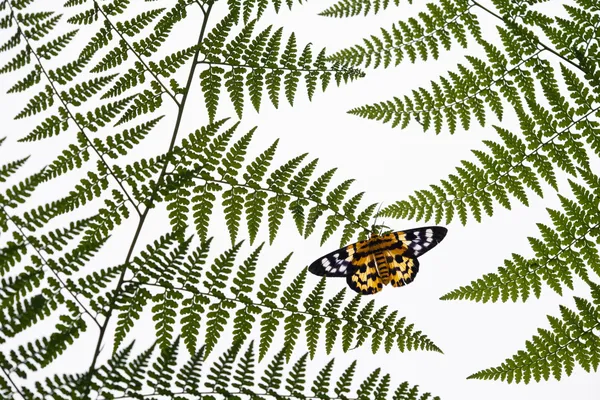 Behind the green leaves thumbnail