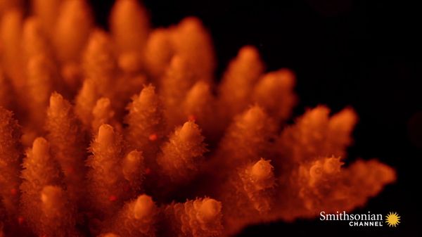 Preview thumbnail for Could Lab-Bred Super Coral Save Our Reefs?