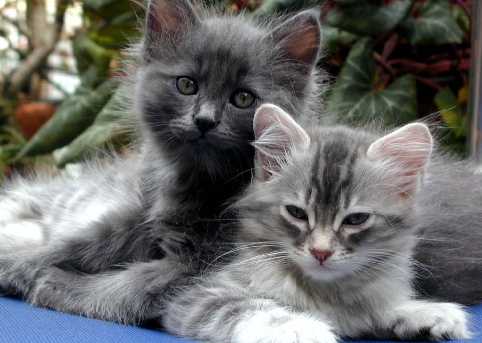 Kittens
