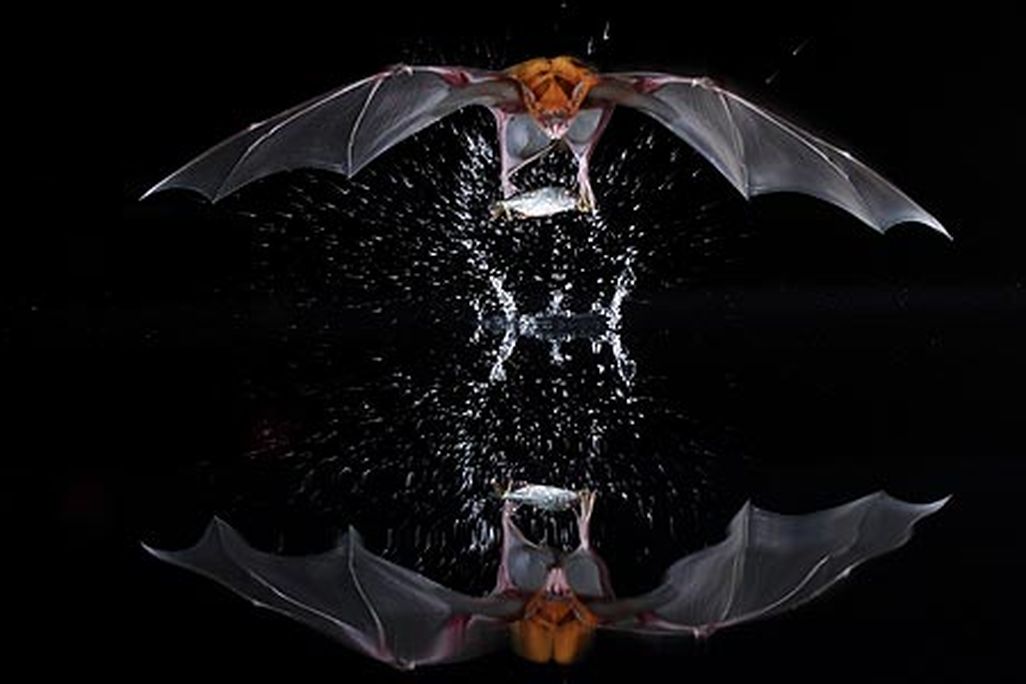 Noctilio leporinus captures prey