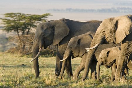 Africa was home to an estimated 5 million elephants a century ago, but today there are just 415,000 individuals left.