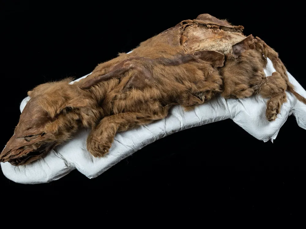 full-body image of a mummified wolf pup