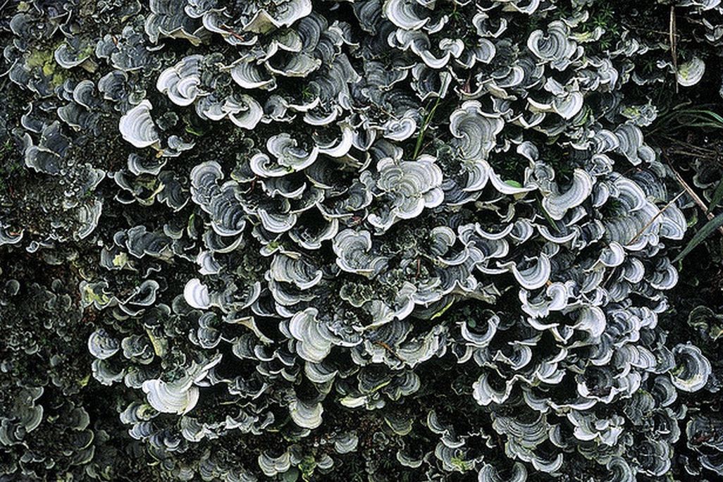 lichen 