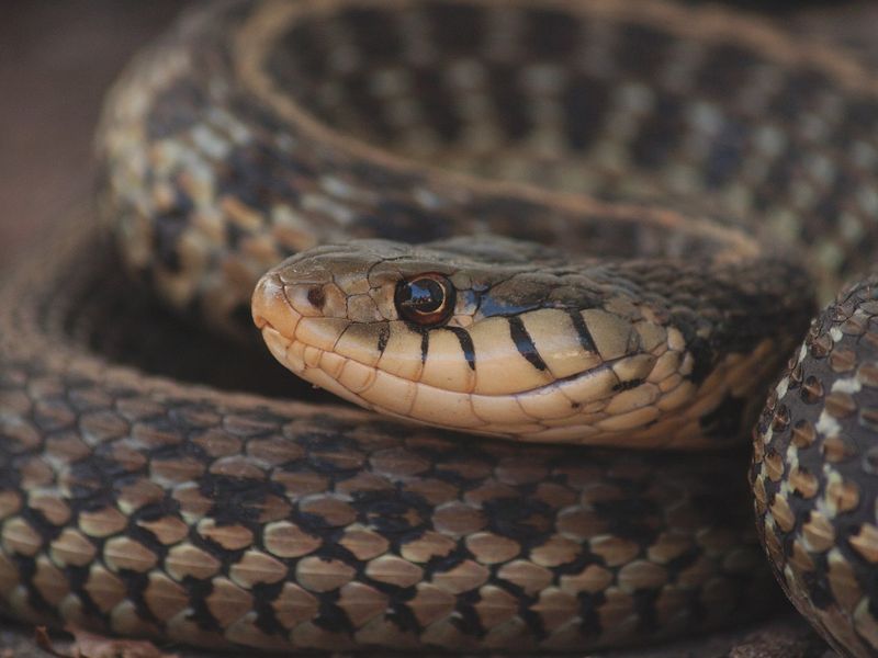 Eastern Garter Snake | Smithsonian Photo Contest | Smithsonian Magazine