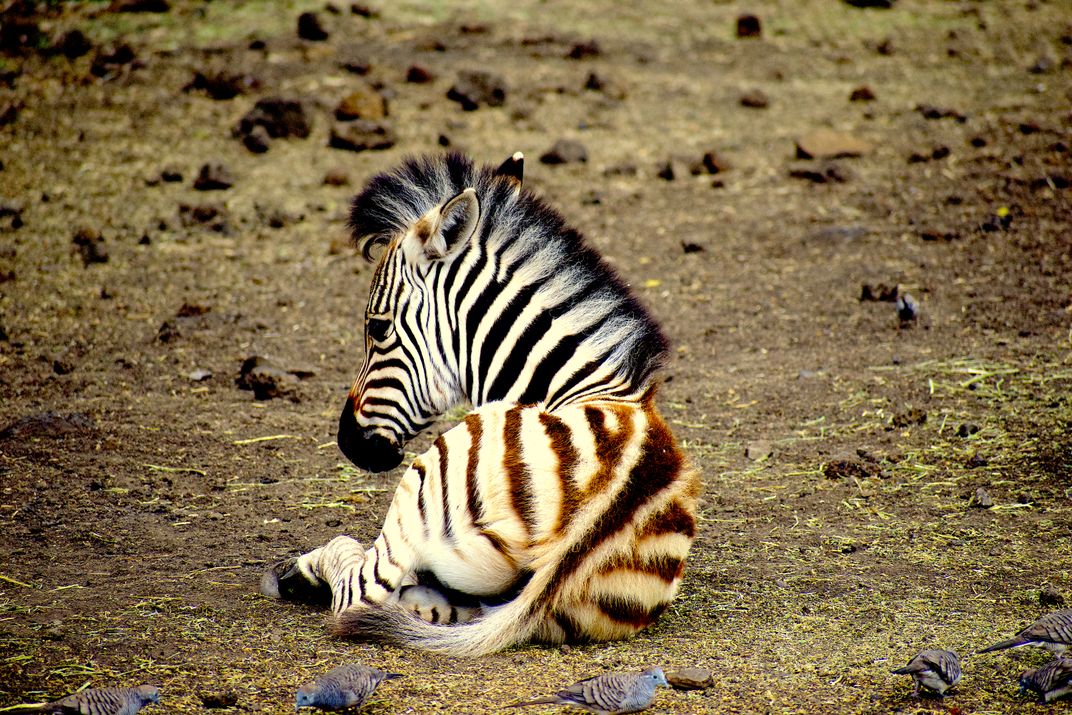Zebra At Sunset Smithsonian Photo Contest Smithsonian Magazine