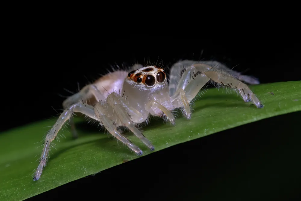 A spectacular macro view captures the intense, multi-faceted gaze of a jumping spider perched precariously on the edge of a vibrant green leaf. These tiny predators are known for their eight large, distinctive eyes and their superb vision, which they use to actively stalk and 'jump' on their prey, making them the cats of the insect world.