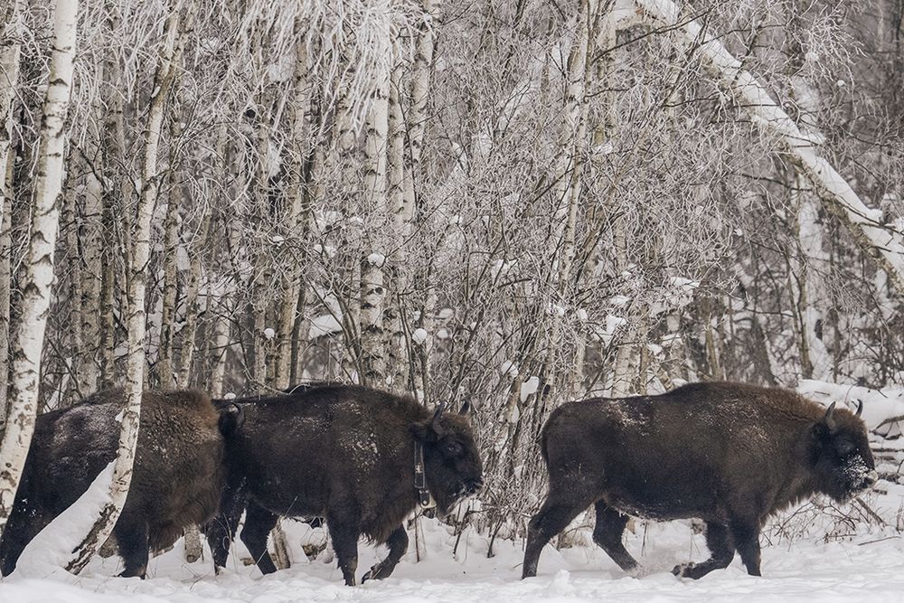 Bison gather
