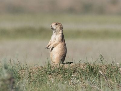 Black-tailed prairie dogs are prolific diggers and construct complex burrow systems.