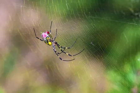 A&nbsp;Jorō spider, which was the victim of sensationalized reporting in the U.S. earlier this year