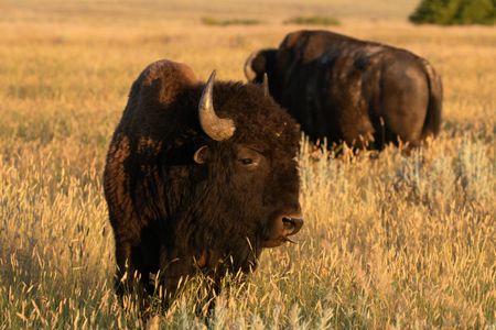 Many bird species of conservation concern rely on the really short grass that large grazers, such as bison, leave behind. (Andy Boyce)
