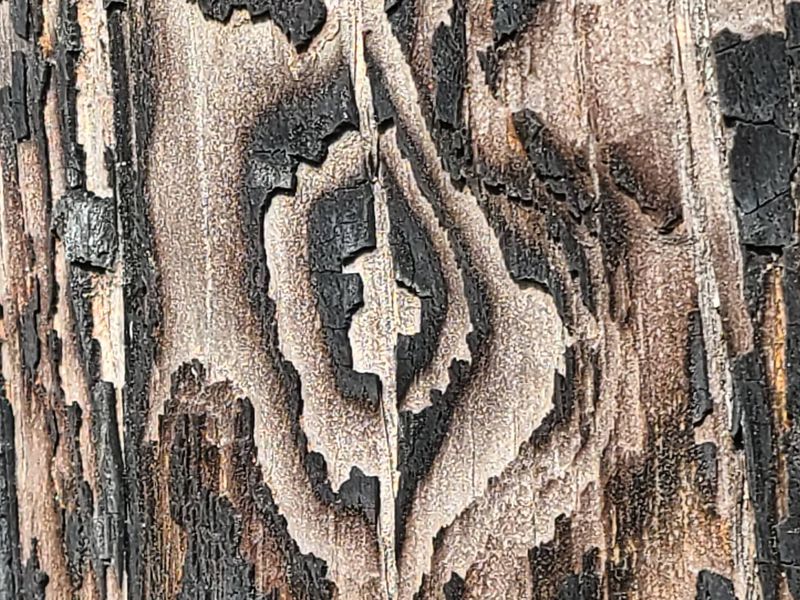 Tree bark after a controlled burn Smithsonian Photo Contest