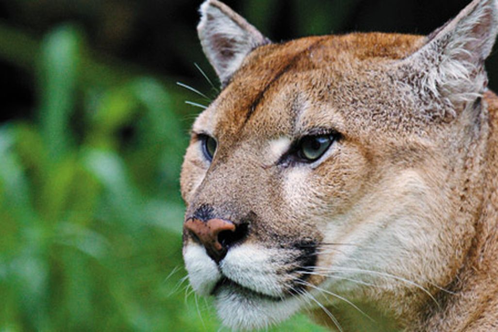 Florida panther