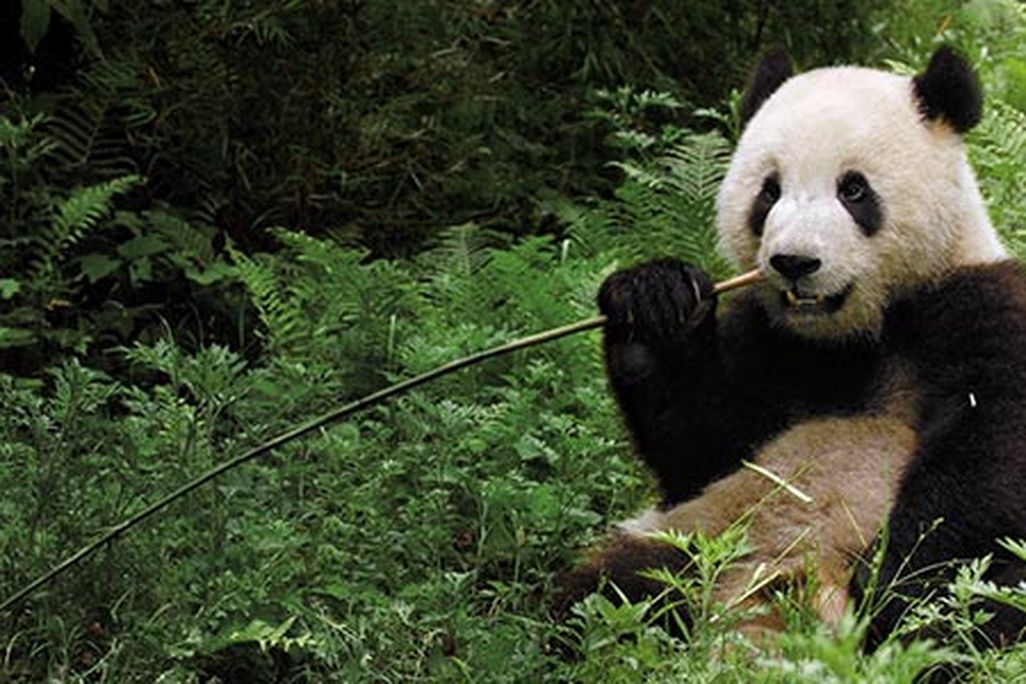 Panda eating bamboo