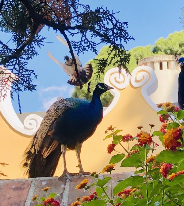 Peacock and Pigeon in Lisbon thumbnail