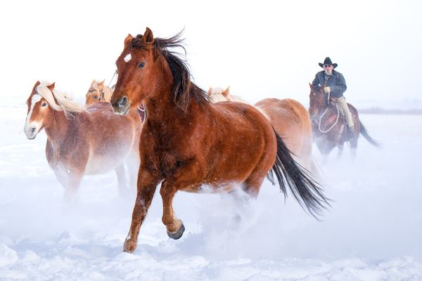 Horses galloping on a snowy day thumbnail