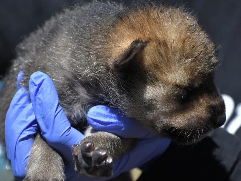 A gloved hand holds a small wolf pup