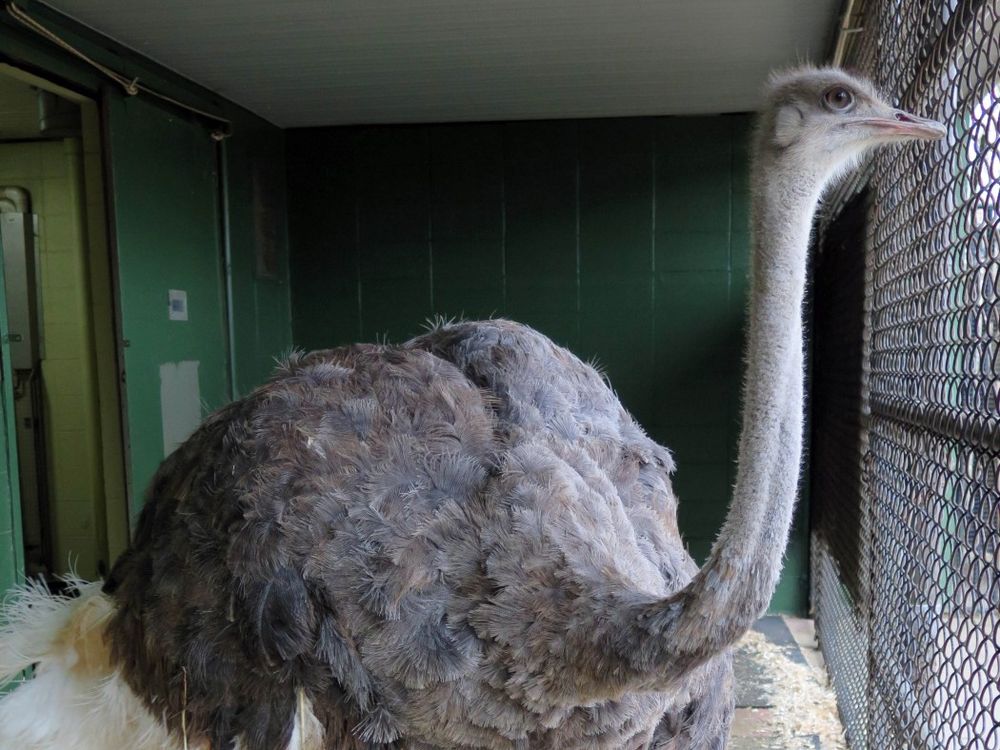 An image of Linda the Ostrich at the National Zoo