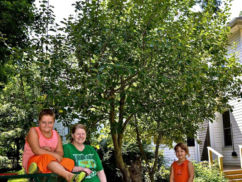 The lastsurviving Johny Appleseed's apple tree Smithsonian Photo