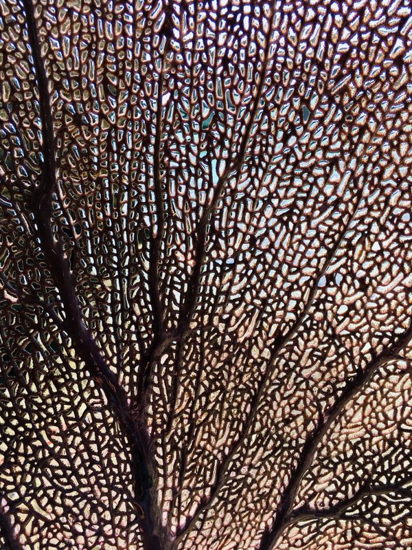 Beautiful natural patterns of a sea fan thumbnail