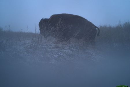 A bison crosses a coulee (a landform shaped by water drainage) during a freezing spring morning.

