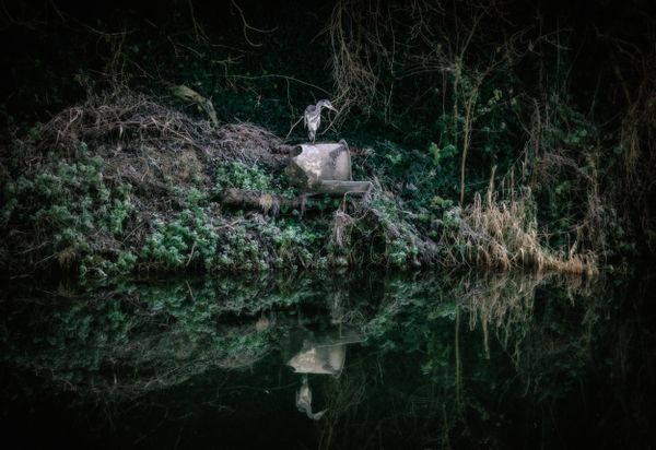 Heron at Old Irish Canal thumbnail