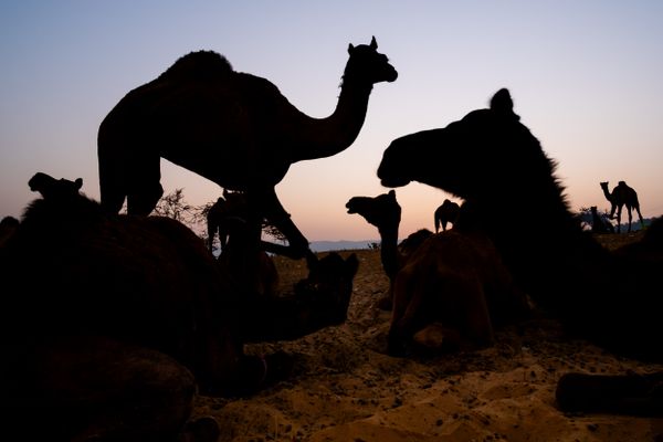 Camel silhouettes thumbnail