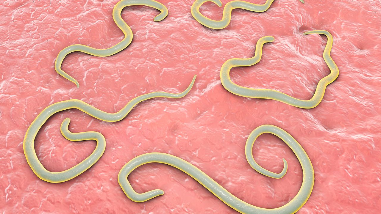 Toxocara Canis Roundworm