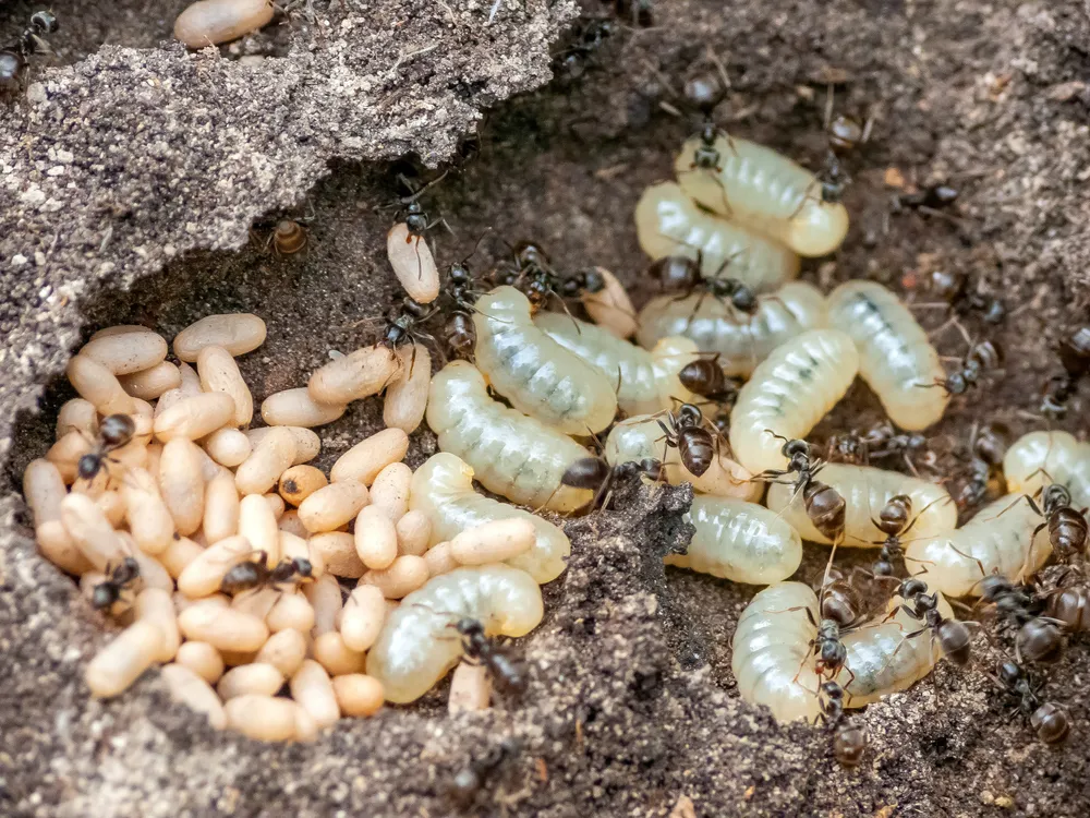 Adult ants crawling over larvae and pupae on soil