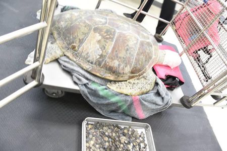 Omsin ingested the coins during years in a public turtle pond.