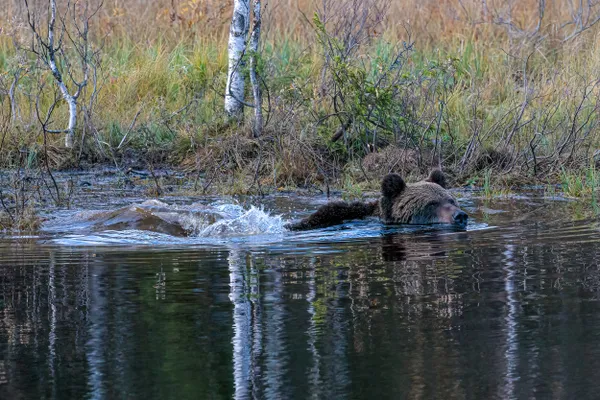 Swimming Bear thumbnail