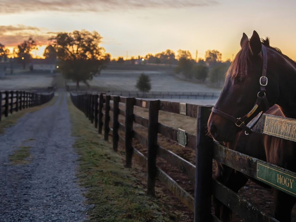 SOCIAL MEDIA - Soi Phet, a 12-year-old gelding, arrived last year at Old Friends in Georgetown, Kentucky, after earning $1 million on the racetrack.