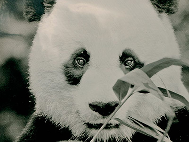 Agreed, Baby Pandas Are Cute. But Why? : The Two-Way : NPR