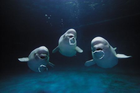 Beluga whales blow bubbles.