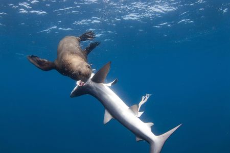 A Cape fur seal digs in to a blue shark.