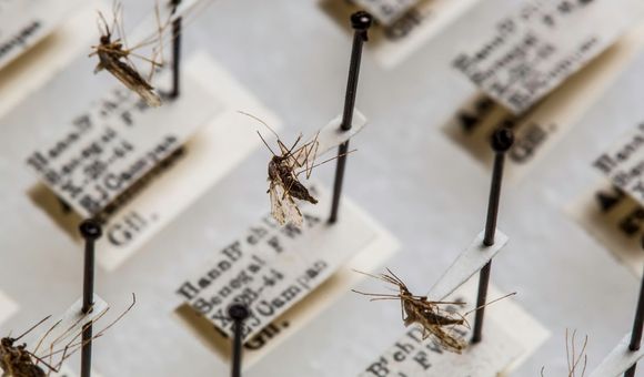 The Smithsonian’s National Mosquito Collection has about 1.9 million specimens from around the world that researchers use to study diseases like malaria. (Paul Fetters for the Smithsonian)