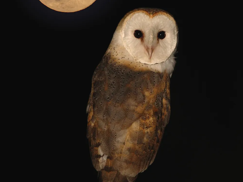 Barn Owl by moon