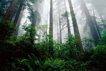 Coast Redwood trees are one of the more than 200 species threatened by extinction around the world.
