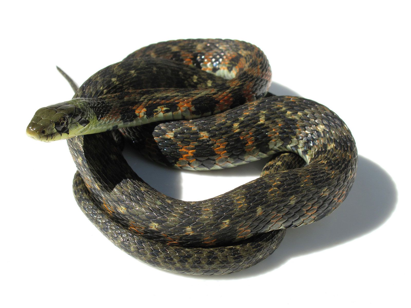 Six Clever Snakes to Celebrate as We Slither Into the Lunar New Year