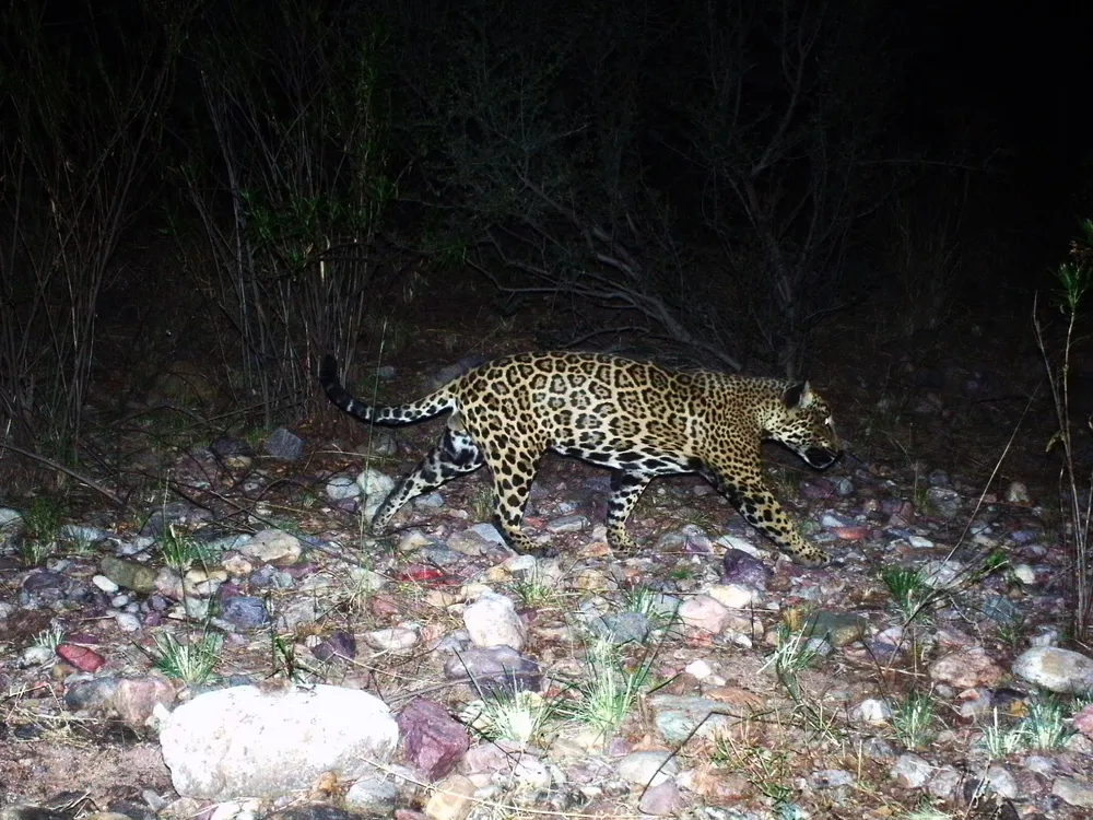 a jaguar walks through sparse vegetation at night, illuminated by a camera flash