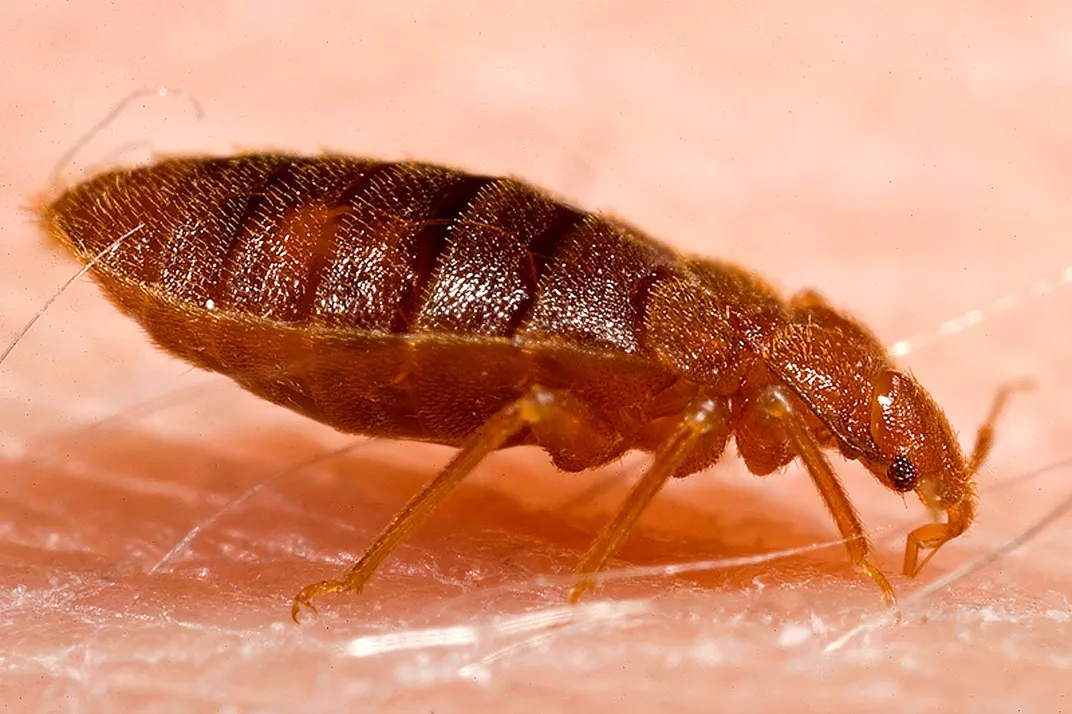 A single red colored bed bug on a while backdrop