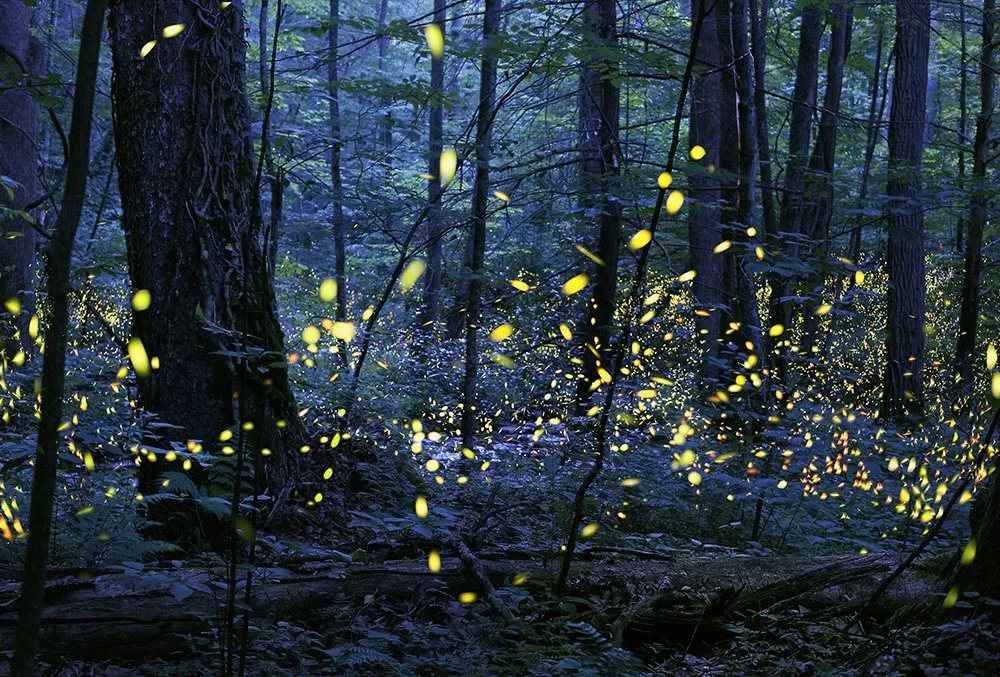 Synchronized fireflies against a dark forest background