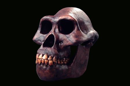 The heads of human ancestors like Australopithecus afarensis may have evolved to better withstand blows to the face.