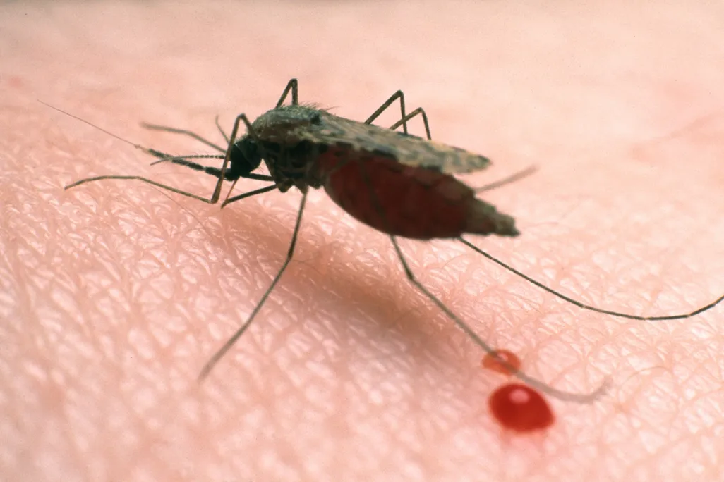 mosquito