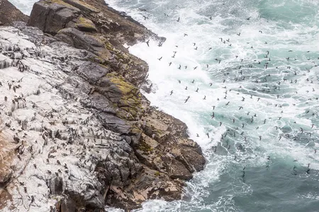 Seabird guano covers a small island off the coast of Peru. 