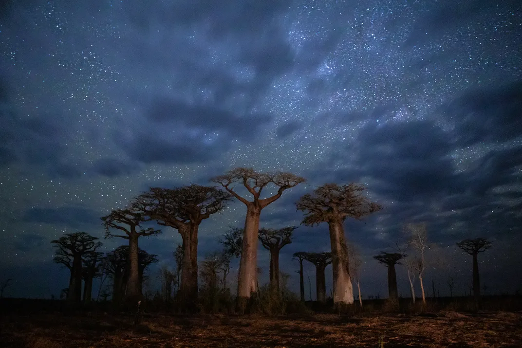 Eine Gruppe von Baobab-Bäumen in der Nacht in Madagaskar